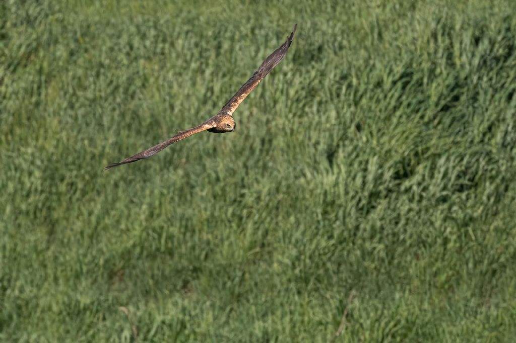 Falco di palude